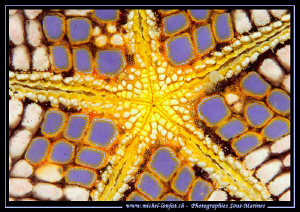 The beautiful design of a Sea-Star... Que du bonheur... :... by Michel Lonfat 